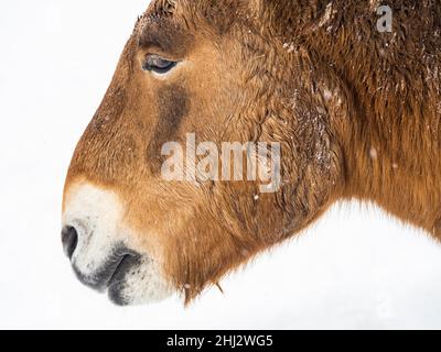 Cavallo di Przewalski (Equus przewalskii) durante la nevicata in inverno, ritratto, prigioniero, zoo Der Wilde Berg, Mautern, Stiria, Austria Foto Stock