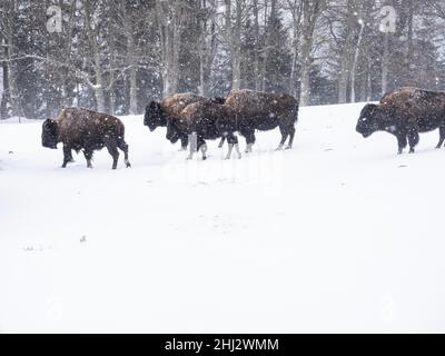 Bisoni americani (Bos bison) durante la nevicata in inverno, in cattività, Tierpark Der Wilde Berg, Mautern, Stiria, Austria Foto Stock