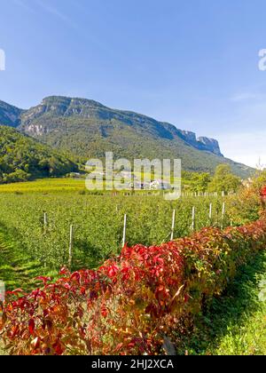 Frutteto di mele con vino selvatico in primo piano, San Michele, Trentino, Alto Adige, Italia Foto Stock