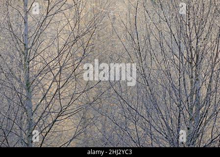 Birches (Betula), cristalli di ghiaccio brillano nei colori arcobaleno su rami e ramoscelli, fine autunno, Arnsberg Forest Nature Park, Nord Reno-Westfalia Foto Stock