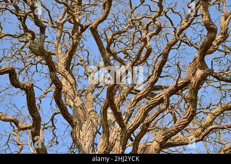 Albero deciduo, vecchie locuste gnarled (Robinia), corona di alberi, Renania settentrionale-Vestfalia, Germania Foto Stock