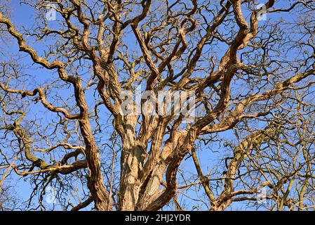 Albero deciduo, vecchie locuste gnarled (Robinia), corona di alberi, Renania settentrionale-Vestfalia, Germania Foto Stock