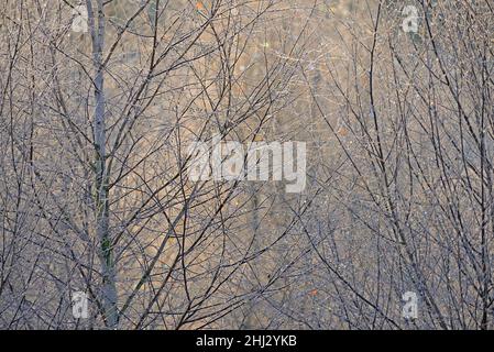 Birches (Betula), cristalli di ghiaccio brillano nei colori arcobaleno su rami e ramoscelli, fine autunno, Arnsberg Forest Nature Park, Nord Reno-Westfalia Foto Stock