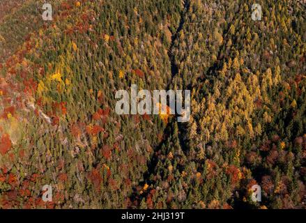 Immagine del drone, foresta mista autunnale sullo Schafberg vicino a Sankt Wolfgang am Wolfgangsee, Salzkammergut, Austria superiore, Austria Foto Stock