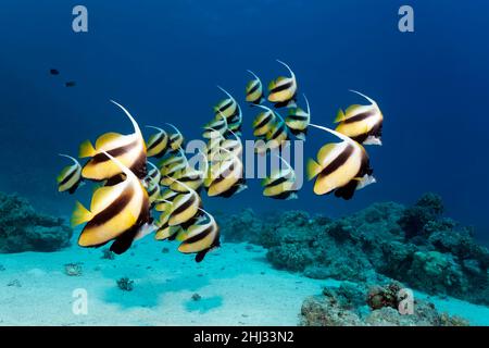 Sciami di pesce rosso marino (Heniochus intermedius) che nuotano su fondo sabbioso con barriere coralline, Umm Gammar, Mar Rosso, Hurghada, Egitto Foto Stock