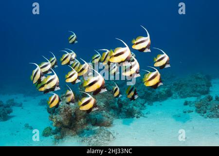 Sciami di pesce rosso marino (Heniochus intermedius) che nuotano su fondo sabbioso con barriere coralline, Umm Gammar, Mar Rosso, Hurghada, Egitto Foto Stock