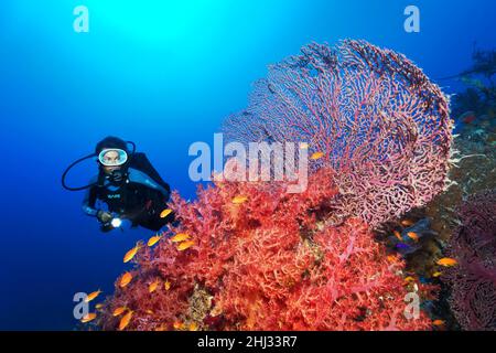 Subacqueo che guarda le macerie della barriera corallina, con il corallo molle di Klunzinger (Dendronenephthya klunzingeri), gli appassionati gorgoniani, le specie sconosciute, i fagotti di mare rosso Foto Stock