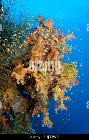 Muro di corallo ricoperto di corallo morbido del klunzinger (Dendronephthya klunzingeri), vari coralli di pietra (Scleractinia), sciami di spazzatrice di maialino Foto Stock