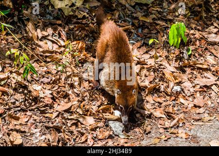 Coati-Mundi o Quatimundi in Tikal, Guatemala Foto Stock