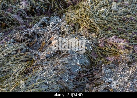 Alghe Kelp ghiacciate con punte ricoperte di gelo su una roccia a Tynemouth, Inghilterra Foto Stock