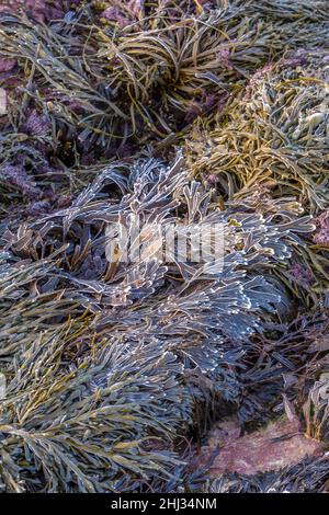 Alghe Kelp ghiacciate con punte ricoperte di gelo su una roccia a Tynemouth, Inghilterra Foto Stock