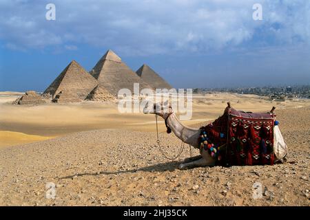 Cammello di fronte alle grandi Piramidi, Giza, Egitto Foto Stock
