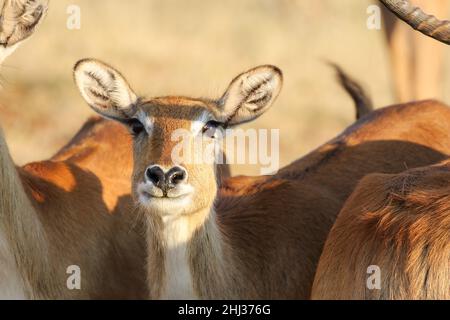Lechwe rosso femminile, Delta Okavango, Botswana Foto Stock