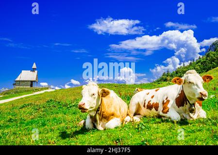 Bella cappella al famoso Kampenwand e mucche brune, Baviera, Germania Foto Stock