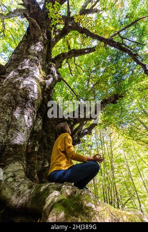 Meditazione yoga in legno di faggio. Una giovane donna seduta tra le radici di un vecchio faggeto è rilassante con una meditazione yoga. Concetto di natura. Foto Stock