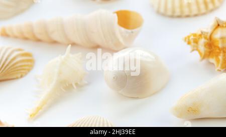 Murex, cockle, Shark eye, noioso torrette lumache conchiglie su sfondo bianco macro fotografia in alta risoluzione. Sfondo con conchiglie tropicali su Foto Stock