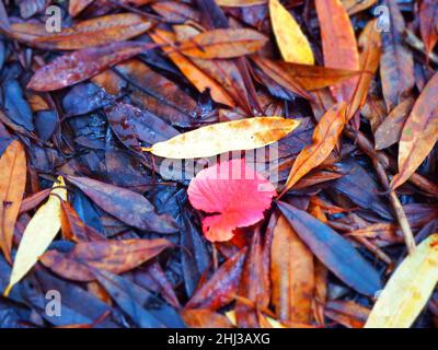 Foglie dai colori vivaci sul pavimento della foresta in autunno Foto Stock