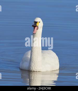 Bewick's Swan Cygnus bewickii trompeting su un lago a Slimbridge nel Glocestershire Regno Unito Foto Stock