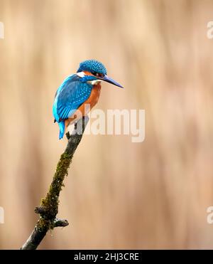 Maschio Kingfisher (Alcedo atthis) alla riserva naturale Forest Farm vicino Cardiff in Galles UK Foto Stock