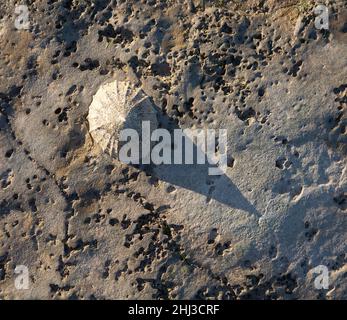 Comune patella vulgata di Limpet sulle rocce di Severn Estuary nel Somerset a bassa marea più frequentemente le Limpet esposte tendono ad avere conchiglie più appuntite Foto Stock