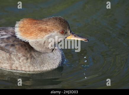 Hooded Merganser femmina Lophodytes cullatus a Slimbridge WWT in Gloucestershire Regno Unito Foto Stock