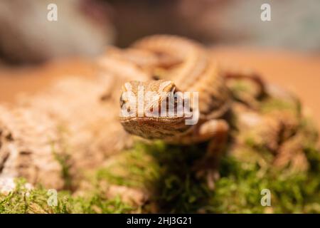 Lucertola bearded australiana del drago. La lucertola di AGAMA si trova su uno sfondo di legno. Primo piano, rettili esotici. Leatherback traslucido Het Hypo Morph Foto Stock