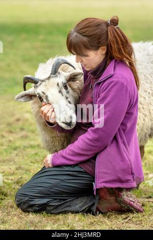 La pastorella Vegan. Immagini di una donna nel nord della Scozia che si prende cura di un piccolo gregge di pecore, molte delle quali hanno problemi di età e salute. Foto Stock