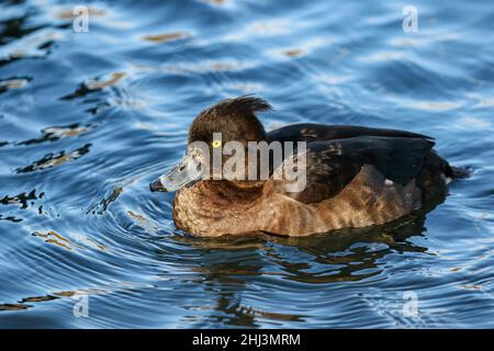 Femmina Tufted Duck, Regno Unito Foto Stock