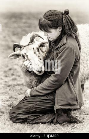 La pastorella Vegan. Immagini di una donna nel nord della Scozia che si prende cura di un piccolo gregge di pecore, molte delle quali hanno problemi di età e salute. Foto Stock