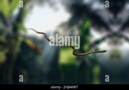 Serpente volante, Chrysopelea in aria tendono a scivolare cadere. Foto Stock