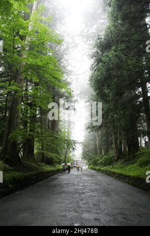 Enormi alberi di cedro lungo un viale tra i templi buddisti a Nikko, Giappone Foto Stock