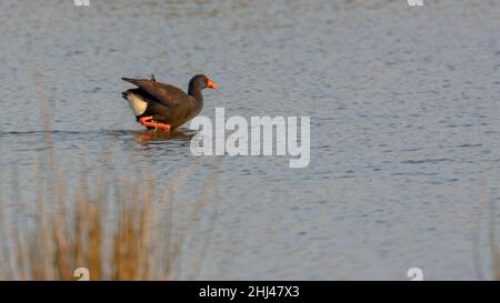 Gallinule porpora (Porphyrio porphyrio) palude alla ricerca di cibo nel parco naturale di maiorca spagna, Foto Stock