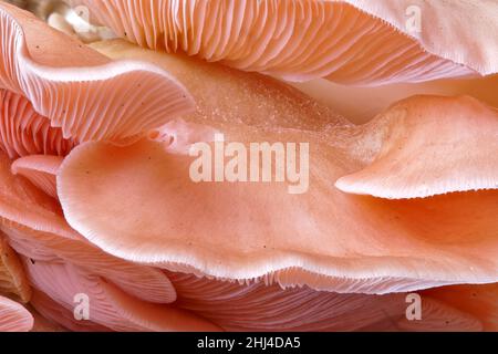 Vista ravvicinata dei funghi rosa di ostriche (Pleurotus Parsonsiae) sono nativi di Aotearoa Nuova Zelanda. Foto Stock