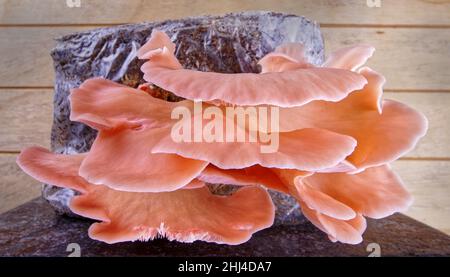 Vista ravvicinata dei funghi rosa di ostriche (Pleurotus Parsonsiae) sono nativi di Aotearoa Nuova Zelanda. Foto Stock