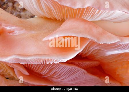 Vista ravvicinata dei funghi rosa di ostriche (Pleurotus Parsonsiae) sono nativi di Aotearoa Nuova Zelanda. Foto Stock