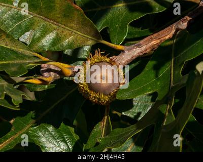 Un acorno che cresce su un ramo di quercia. Foto Stock