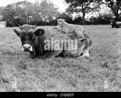 L'agricoltore Herbert Browning di Woodmancote, Sussex, non ha mai alcuna preoccupazione per la sicurezza della sua mandria di trenta Jersey Heifers. 'Zenzero' la scimmia li custodisce giorno e notte. 14th ottobre 1956 Foto Stock