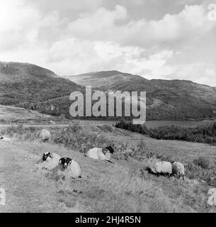 Le pecore riposano al sole autunnale, ma nuvole, pioggia e persino neve si librano sui Trossachs, rafforzando la dignità di ben Ledi. Loch Venachar, Perthshire, può essere visto dietro le ringhiere bianche. 7th novembre 1956. Foto Stock