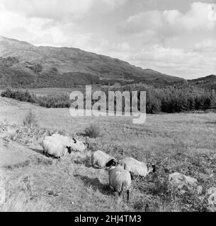 Le pecore riposano al sole autunnale, ma nuvole, pioggia e persino neve si librano sui Trossachs, rafforzando la dignità di ben Ledi. Loch Venachar, Perthshire, può essere visto dietro le ringhiere bianche. 7th novembre 1956. Foto Stock