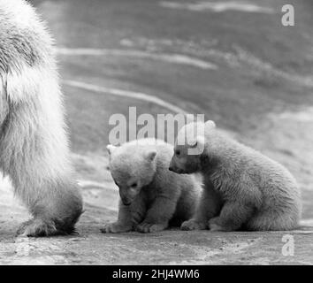 "È tutto chiaro che ora puoi uscire. I gemelli dell'orso polare Aurora e Polaris, che hanno tre mesi di età, sono usciti con la loro madre Sonja per la prima volta allo Zoo di Whipsnade. La madre è vicina e i gemelli sono sembrati piuttosto stupiti da questo grande mondo. I due cuccioli sembrano un po' sopraffatti dal grande mondo. Whipsnade, Bedfordshire. 12th marzo 1961 Foto Stock