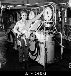 L'attrice Juliet Mills è stata allevata nella fattoria dei padri sul confine tra Kent e Sussex. Ama aiutare con la mungitura e l'alimentazione dei giovani vitelli. 29th agosto 1958. Foto Stock