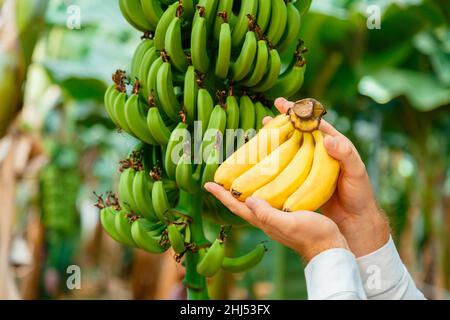 Uomo agricoltore che detiene frutta fresca di banane crude. Banane biologiche fresche gialle in mani maschili contro ramo banana su giovani palme contro piantagione Foto Stock