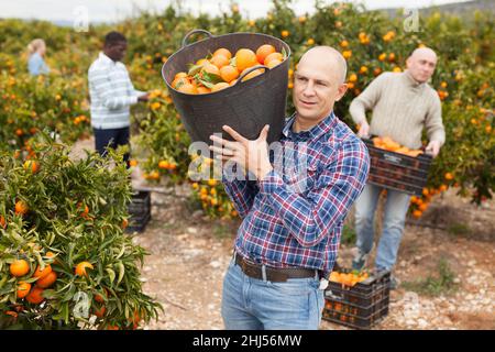 Coltivatori in procinto di raccogliere tangerini Foto Stock