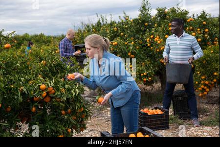 Coltivatori in procinto di raccogliere tangerini Foto Stock