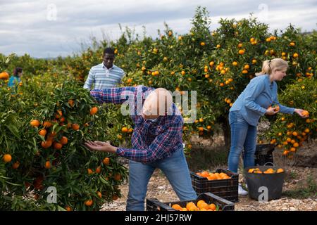 Coltivatori in procinto di raccogliere tangerini Foto Stock