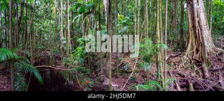 Percorso pedonale attraverso la riserva panoramica Mary Cairncross, Queensland,. Australia Foto Stock