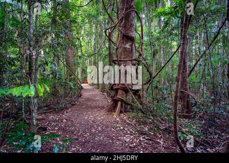 Percorso pedonale attraverso la riserva panoramica Mary Cairncross, Queensland,. Australia Foto Stock