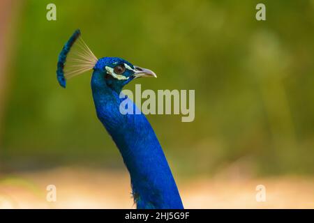 Peacock close up colpo alla testa Foto Stock