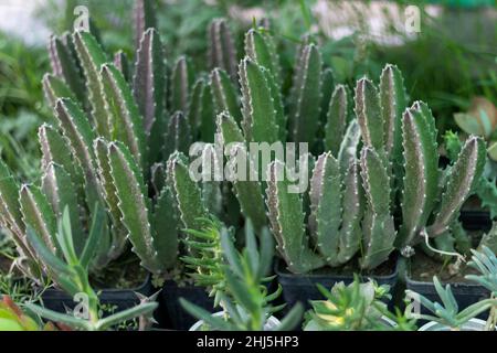Stapelia gigantea succole in pentole Foto Stock