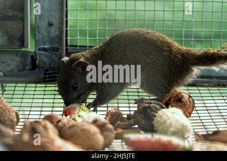 Primo piano di uno scoiattolo che mangia cibo in una gabbia Foto Stock